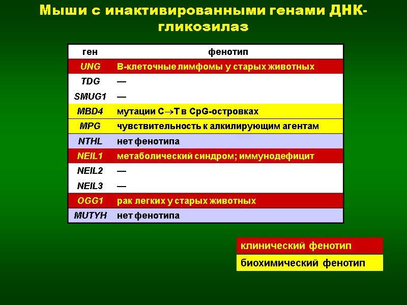 клинический фенотип   биохимический фенотип Мыши с инактивированными генами ДНК-гликозилаз